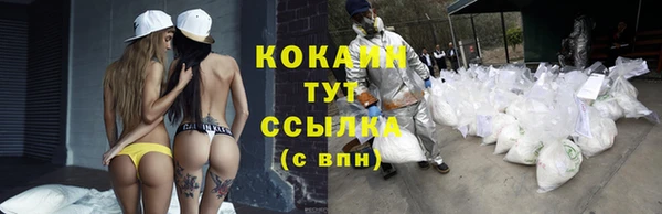 стаф Алзамай